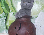 Кошки в Нововоронеже: Британская плюшевая кошечка, 7 000 руб. - фото 1