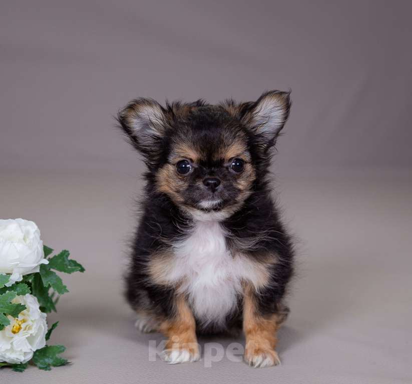 Собаки в Богдане: Щенки чихуахуа Мальчик, 45 000 руб. - фото 4