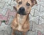 Собаки в Анапе: Красавица-ласкуша Звёздочка очень хочет стать домашней и любимой! Девочка, Бесплатно - фото 4