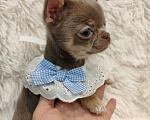 Собаки в Самаре: Девочка чихуахуа Девочка, Бесплатно - фото 2