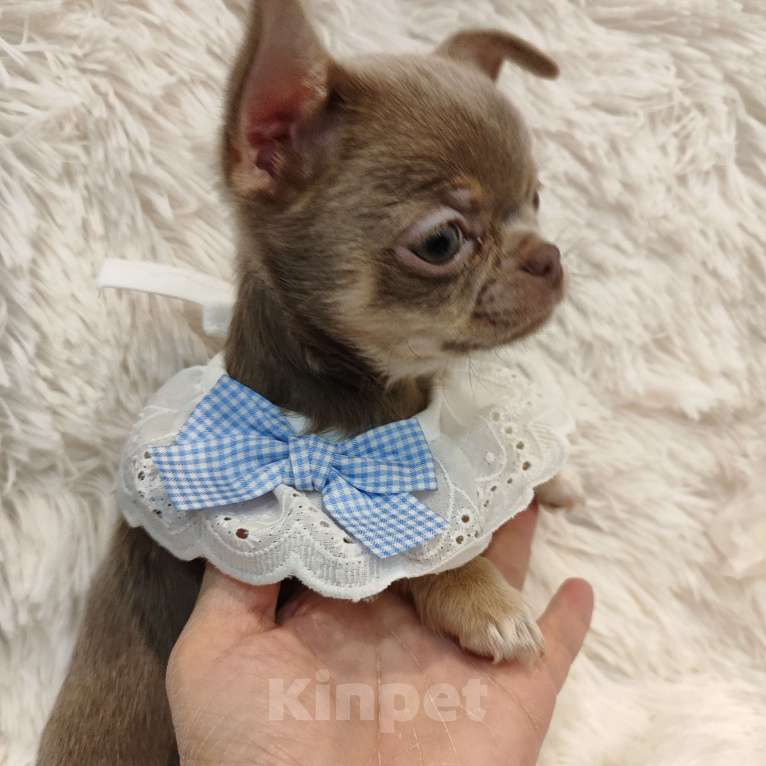 Собаки в Самаре: Девочка чихуахуа Девочка, Бесплатно - фото 2