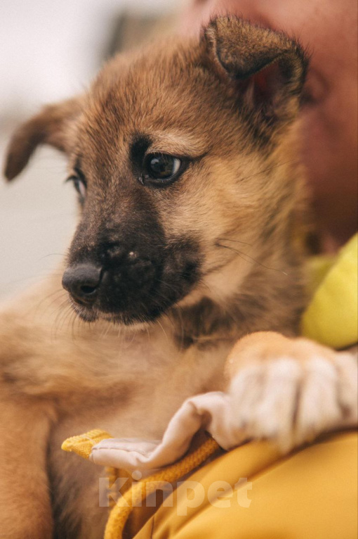 Собаки в Рязани: Щенок от небольшой собачки Мальчик, Бесплатно - фото 3
