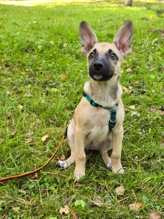 Собаки в Мытищах: Милая Шелби Девочка, Бесплатно - фото 4