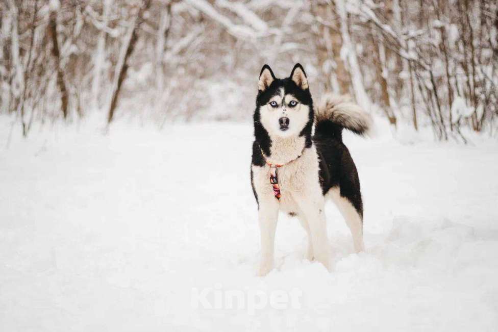 Собаки в Москве: Мива ищет дом Девочка, Бесплатно - фото 4