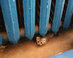 Кошки в Лобне: Отдам в добрые руки породистых котят за символическую плату Разнополые, 1 000 руб. - фото 6