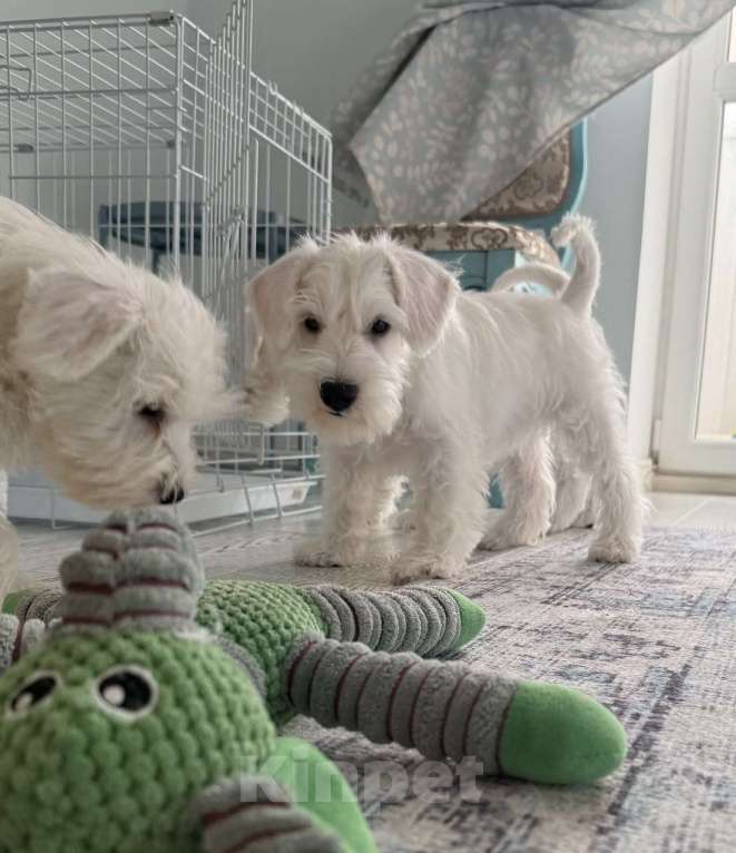 Собаки в Краснодаре: Щенок цвергшнауцер белый Мальчик, 65 000 руб. - фото 1