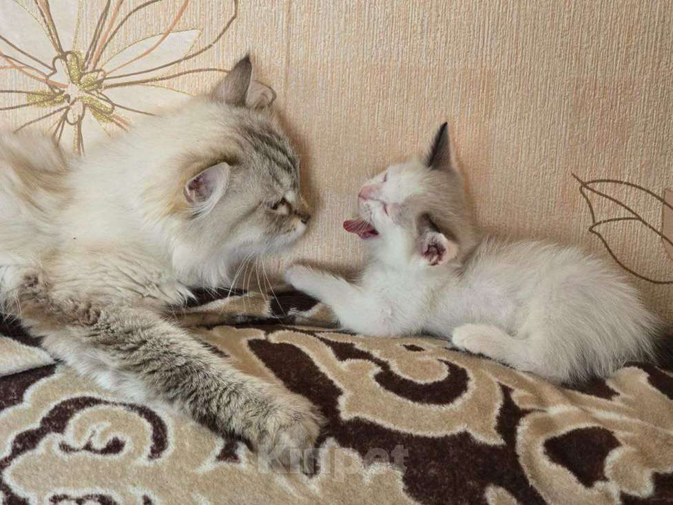 Кошки в Томске: Пропала кошка! Пожалуйста, максимальный репост! Девочка, 5 000 руб. - фото 1