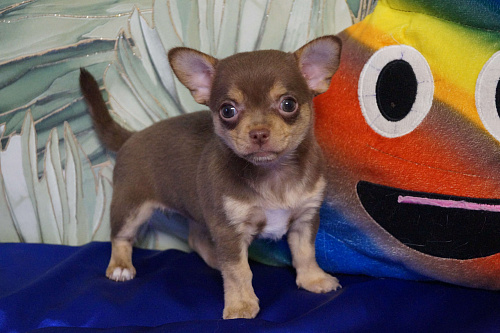 Девочка чихуа молочный шоколад