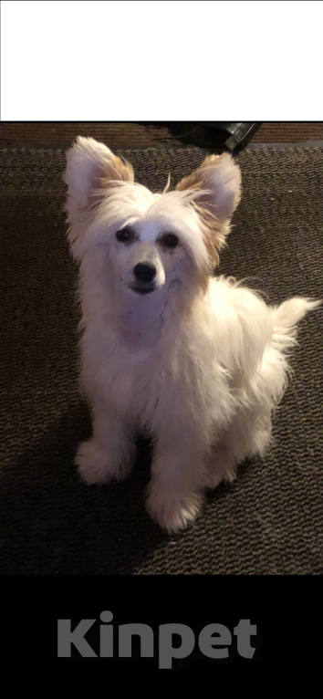 Собаки в Санкт-Петербурге: Щенки китайской хохлатой собаки Разнополые, Бесплатно - фото 7