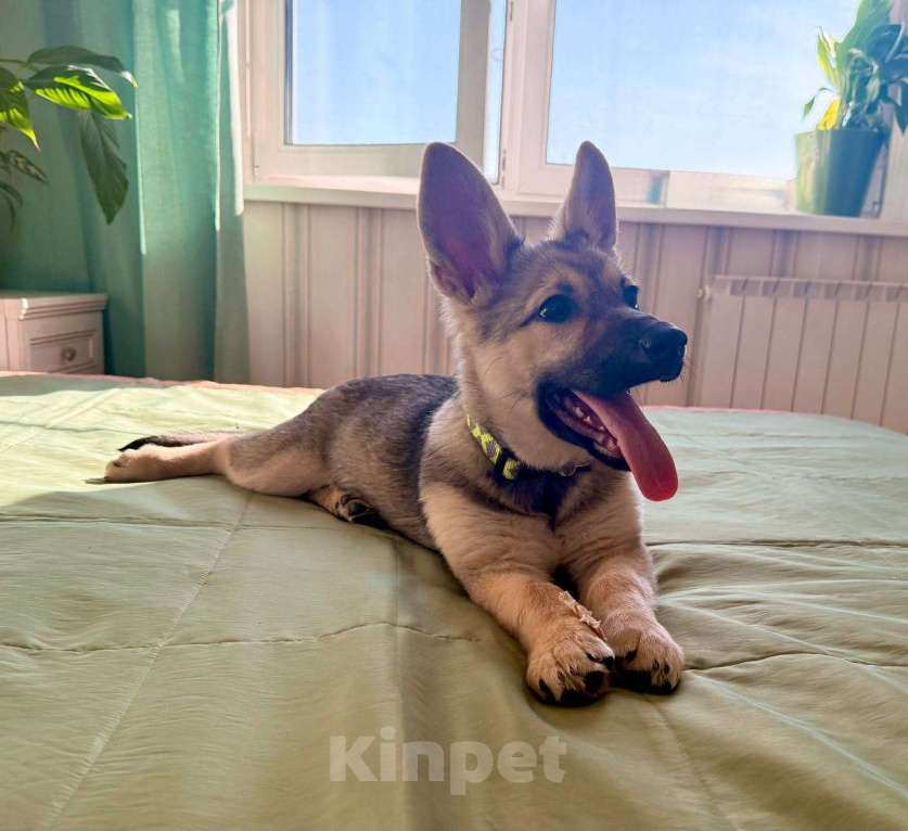 Собаки в Москве: Отдам щенка в добрые руки Девочка, Бесплатно - фото 3