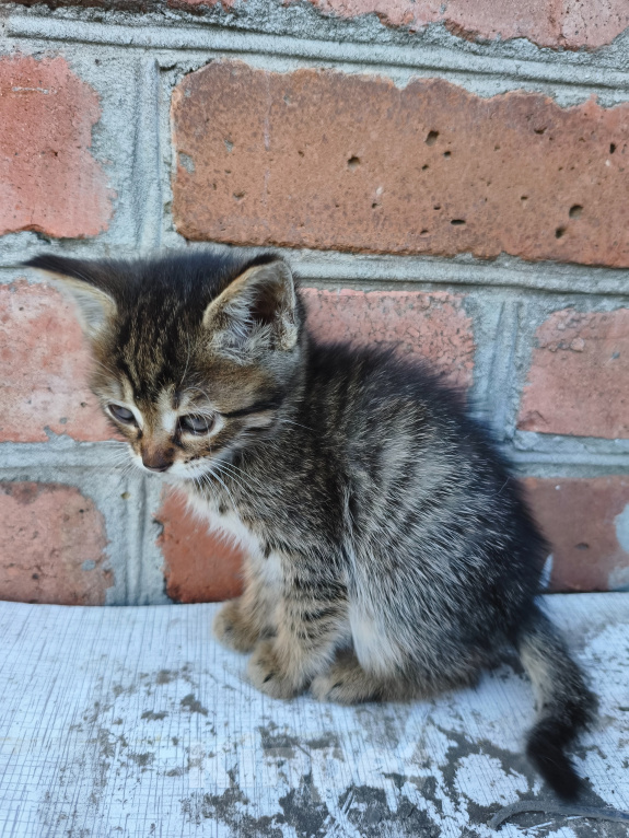 Кошки в Новочеркасске: Котенок мальчик (из близняшек с предыдущей девочкой.) Мальчик, Бесплатно - фото 2