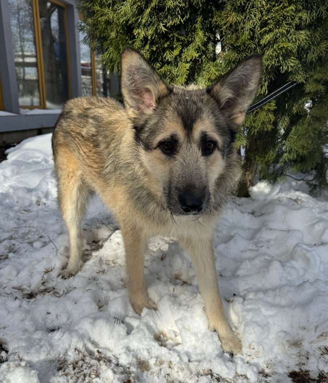 Собаки в Москве: Собака бесплатно в Москве Мальчик, Бесплатно - фото 5