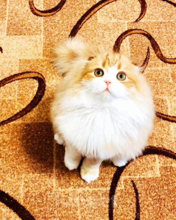 Кошки в Котельниково: Котёнок Хайленд фолд, 15 000 руб. - фото 1