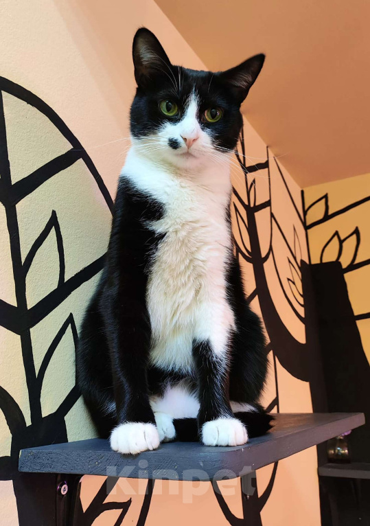 Кошки в Москве: Ласковая кошечка Мушка в добрые руки  Девочка, Бесплатно - фото 6