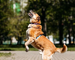 Собаки в Москве: Шамуб ищет дом Мальчик, Бесплатно - фото 3