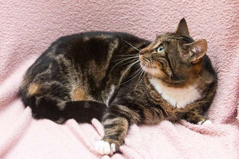 Кошки в Москве: Мраморная красавица кошка Мили в добрые руки Девочка, 1 руб. - фото 2