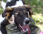 Собаки в Москве: Милый и плюшевый Кай ищет дом, ему 7 мес Мальчик, 10 руб. - фото 6