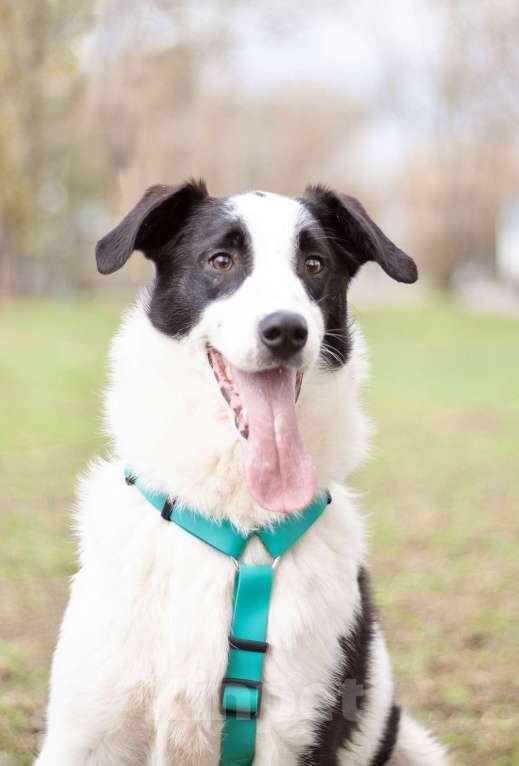 Собаки в Москве: Добрый открытый Джонас в поисках семьи Мальчик, Бесплатно - фото 3