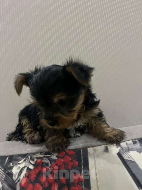 Собаки в Ростове-на-Дону: Йоркширский терьер мальчик (мелкий стандарт) Мальчик, 15 000 руб. - фото 3