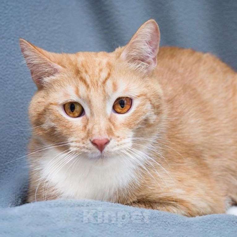 Кошки в Москве: Спустя практически год после спасения котика Чарли так никто и не смог полюбить Мальчик, Бесплатно - фото 4