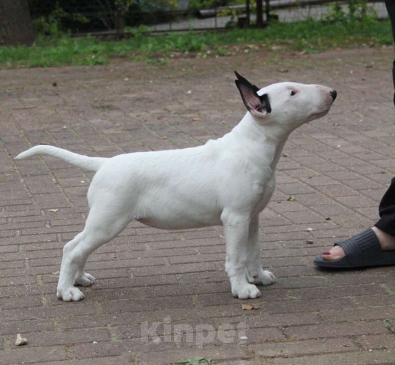 Собаки в Москве: Высокопородные щенки бультерьера Девочка, 120 000 руб. - фото 6