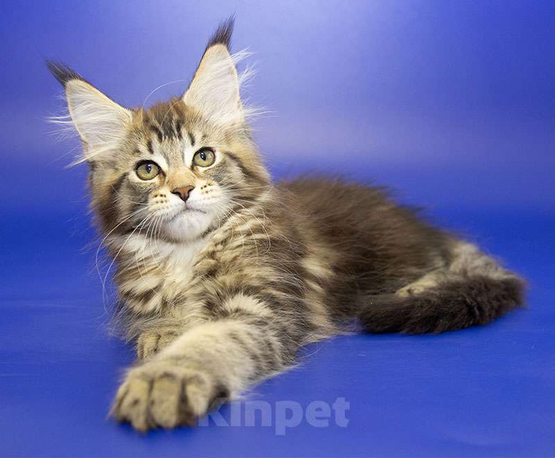 Кошки в Москве: Котенок Мейн Кун Девочка, 40 000 руб. - фото 1