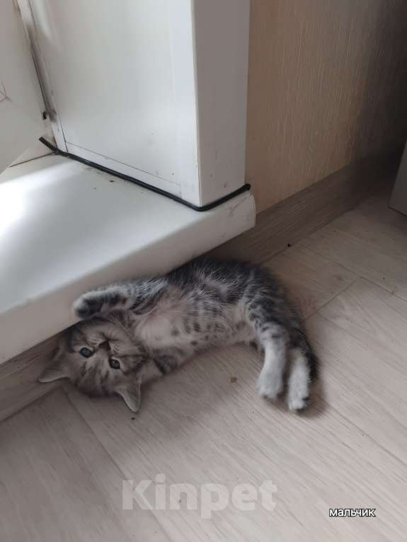 Кошки в Новосибирске: Шотландики Мальчик, 7 000 руб. - фото 7