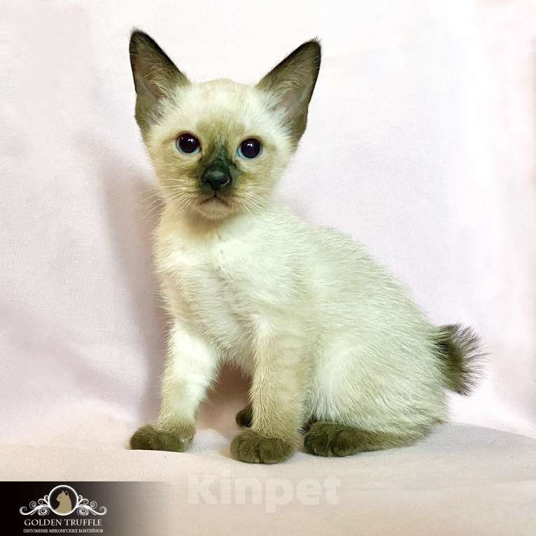 Кошки в Москве: Котята меконгского бобтейла Мальчик, Бесплатно - фото 1