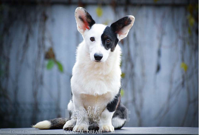 Собаки в Москве: Вельш корги кардиган (девочка) Девочка, 30 000 руб. - фото 2