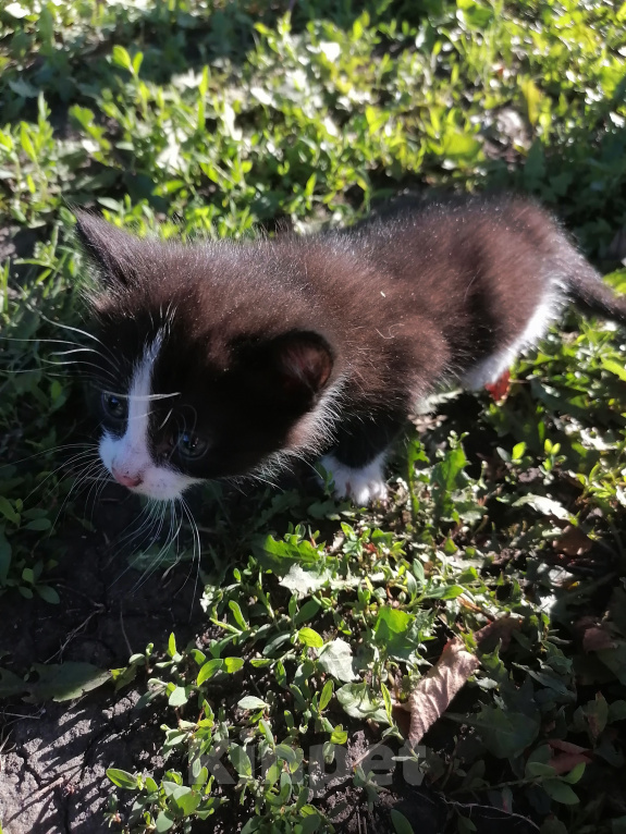 Кошки в Рассказово: Котята в добрые руки Мальчик, Бесплатно - фото 5