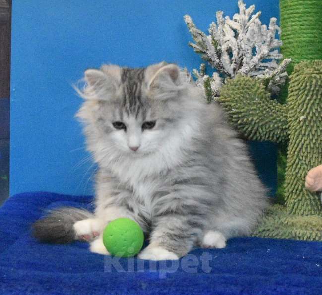 Кошки в Москве: Сибирский котик Мальчик, 45 000 руб. - фото 9