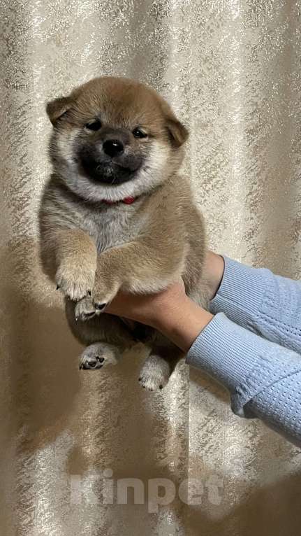 Собаки в Казани: Щенки Сиба - Ину Мальчик, 50 000 руб. - фото 2