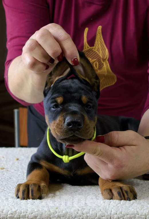 Собаки в Москве: Щенок добермана  Девочка, 100 000 руб. - фото 1