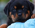 Собаки в Невинномысске: Щенок ротвейлера девочка Девочка, 45 руб. - фото 1