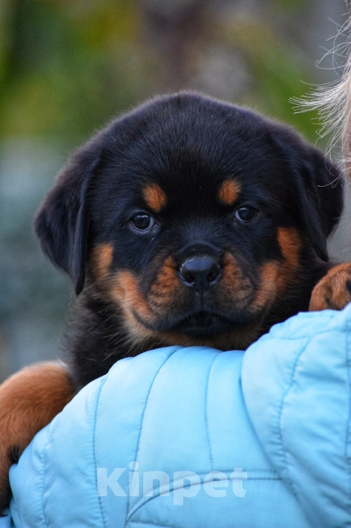 Собаки в Невинномысске: Щенок ротвейлера девочка Девочка, 45 руб. - фото 1