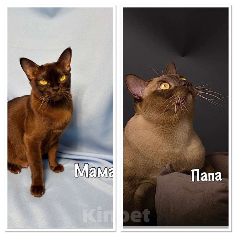 Кошки в Москве: Бурманские котята Девочка, 50 000 руб. - фото 10