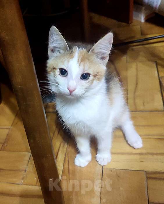 Кошки в Москве: Очаровательный котенок-девочка, 2 месяца Девочка, 1 000 руб. - фото 8