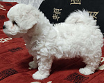Собаки в Подольске: Щенки Бишон фризе Мальчик, Бесплатно - фото 3
