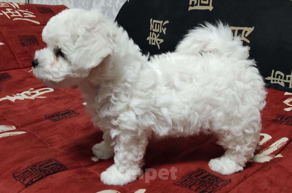 Собаки в Подольске: Щенки Бишон фризе Мальчик, Бесплатно - фото 3