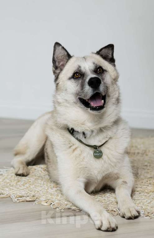 Собаки в Москве: Бинго Мальчик, Бесплатно - фото 3