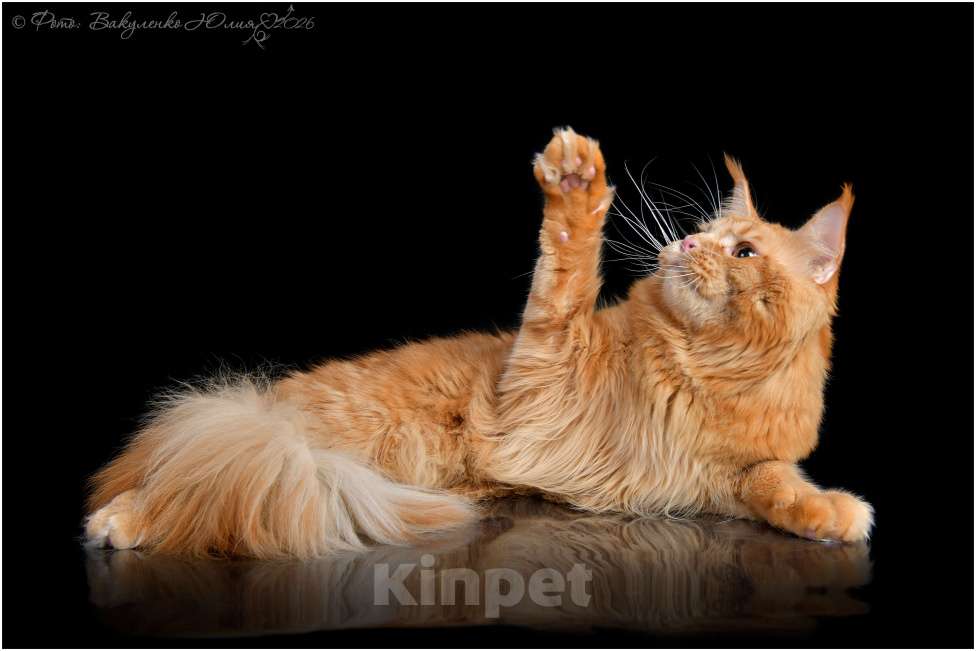 Кошки в Кисловодске: Питомник AnElKron, продажа котят Мальчик, 80 000 руб. - фото 5