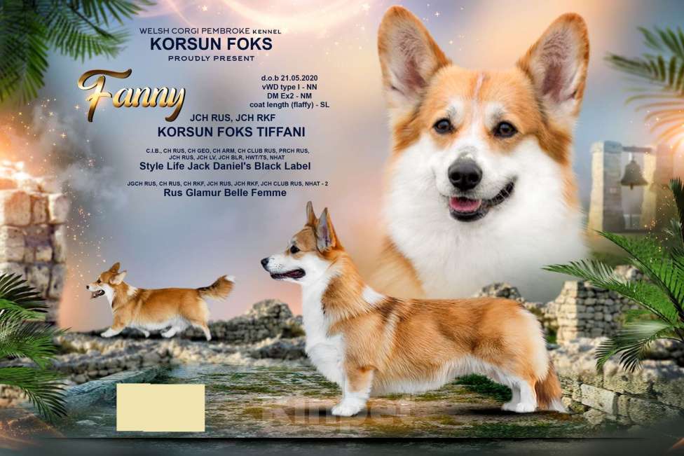 Собаки в Севастополе: Очень красивые щенки корги Девочка, 55 000 руб. - фото 10