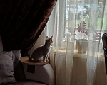 Кошки в Серпухове: Шотланская прямоухая Девочка, Бесплатно - фото 10