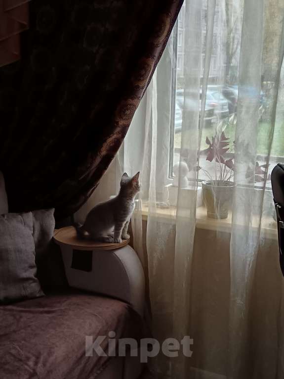 Кошки в Серпухове: Шотланская прямоухая Девочка, Бесплатно - фото 10