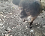 Собаки в Шахте: Шахты, убежал пёсик Мальчик, 500 руб. - фото 2