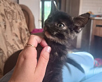 Кошки в других городах Крыма: Котята даром Девочка, Бесплатно - фото 4