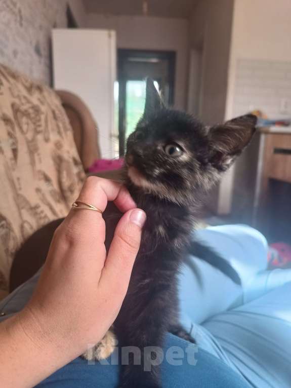 Кошки в других городах Крыма: Котята даром Девочка, Бесплатно - фото 4