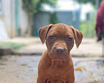 Собаки в Краснодаре: Редноус девочка Девочка, 90 000 руб. - фото 3