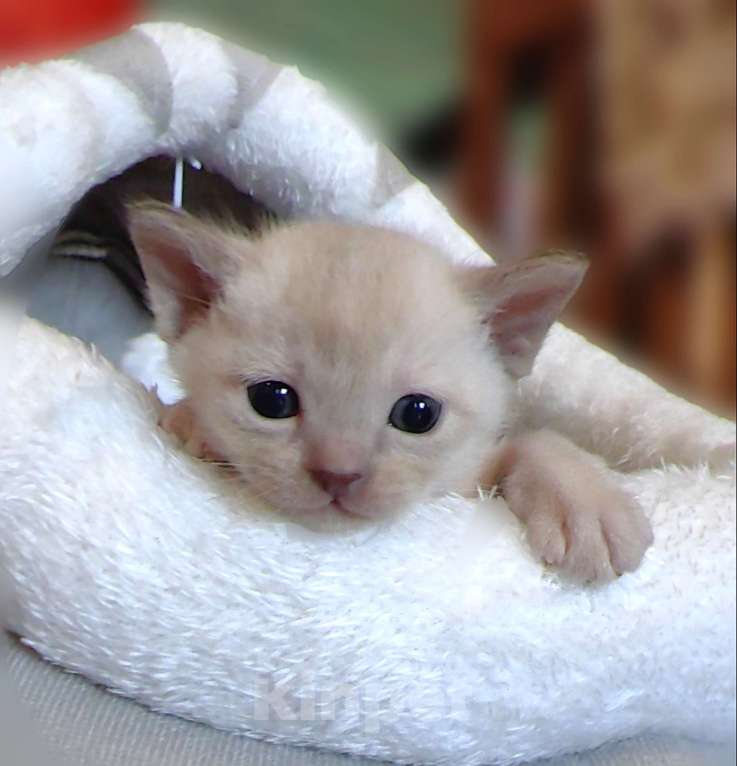 Кошки в Москве: Котята европейской бурмы. Мальчик, 40 000 руб. - фото 9