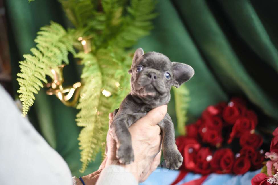 Собаки в Москве: щенки французкиого бульдога Мальчик, 50 000 руб. - фото 4